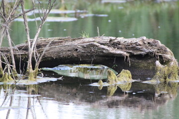 landscape of large log in a wetland
