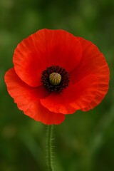 Red poppy flower close-up with detailed petals and dark center