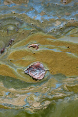 Polluted mountain lake surface in early autumn, showing algal bloom and cyanobacteria with oil-like sheen, leaves, and organic debris.