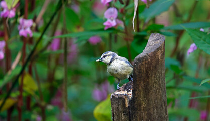 Bluetits feeding in the woods