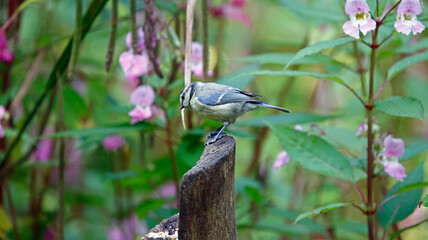 Bluetits feeding in the woods