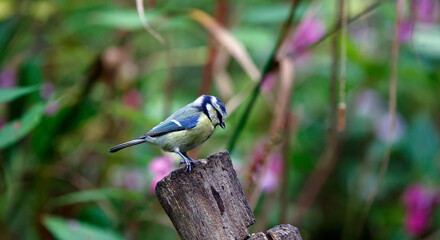 Bluetits feeding in the woods