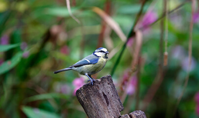 Bluetits feeding in the woods
