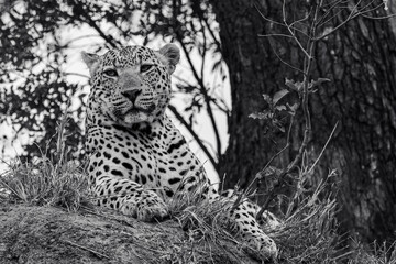 leopard in the tree