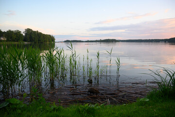 sunrise over the lake and an otter