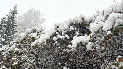 The first snow of the year on trees and bushes. The beginning of winter.