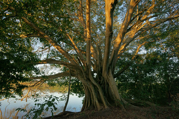 Ficus spec on the riverbank in the Pantanal Brazil