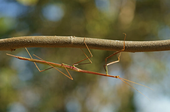 Stick insect Pantanal Brazil
