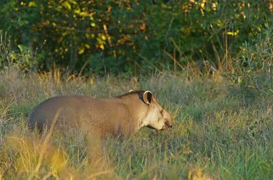 Lowland tapir (Tapirus terrestris), Pantanal, inland, wetland, UNESCO Biosphere Reserve, World Heritage Site, wetland biotope, Mato Grosso, Brazil, South America