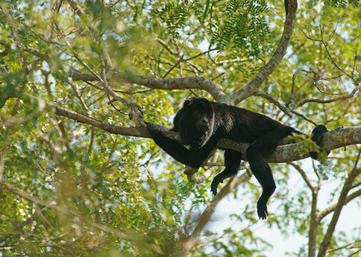Black howler (Alouatta) male, Pantanal, inland, wetland, UNESCO Biosphere Reserve, World Heritage Site, wetland biotope, Mato Grosso, Brazil, South America