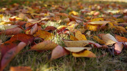 close-up of colourful fall leaves lying on green grass, autumn background, season nature scene