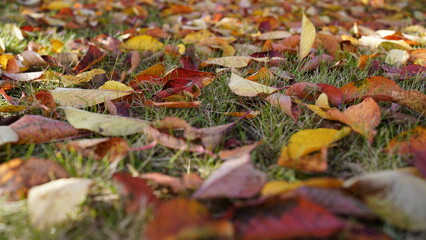 close-up of colourful fall leaves lying on green grass, autumn background, season nature scene