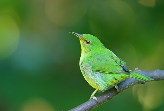 Caped Sunbird (Chlorophanes spiza), female, Atlantic Rainforest, Brazil
