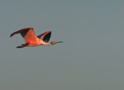 Roseate spoonbill (Ajaia ajaja) Pantanal Brazil
