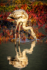 flamingo in the water