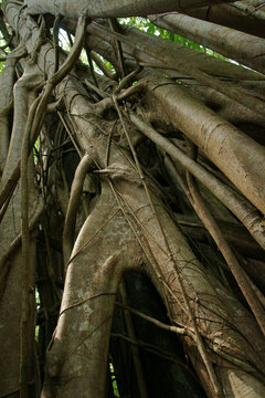 Strangler fig (Ficus), fig, Indonesia