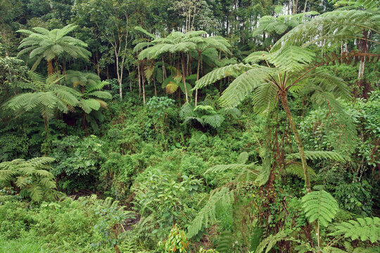 Tree fern Indonesia