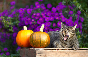 Cute tabby short hair cat yawns and makes a funny face. Cat relaxes on a wooden box with pumpkins. Autumn ambiance in a blooming garden