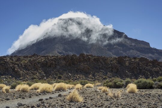 Faded Teide gorse and the summit of Monta&ntilde;a Guajara, also: Alto de Guajara, 2715m, crater walls, Caldera de las Ca&ntilde;adas, a huge volcanic cauldron, Teide National Park, Parque Nacional del Teide, Tenerife, Canary Islands, Spain