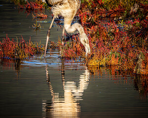 flamingo in the water