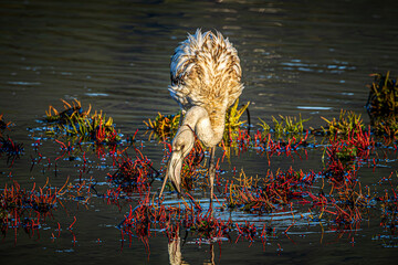 flamingo in the water