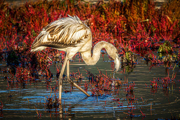 flamingo in the water