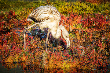 flamingo in the water