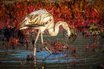 flamingo in the water
