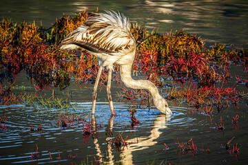 flamingo in the water