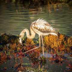 flamingo in the water