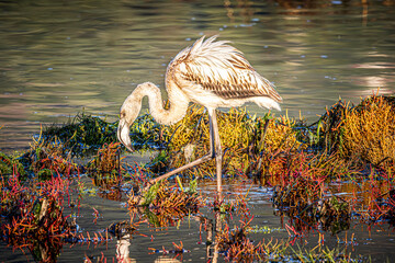 flamingo in the water