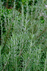 Obraz premium 로즈마리