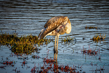 flamingo in the water