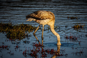 flamingo in the water
