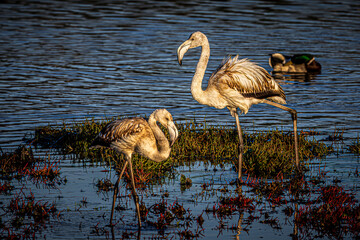 flamingo in the water