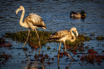 flamingo in the water