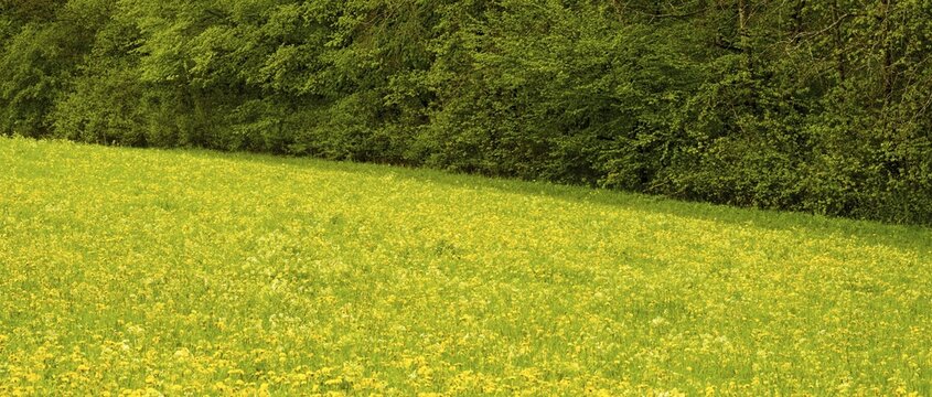 Flowering dandelion meadow (Taraxacum sect. Ruderalia), Swabian Alb, Baden-W&uuml;rttemberg, Germany