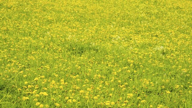 Flowering dandelion meadow (Taraxacum sect. Ruderalia), Swabian Alb, Baden-W&uuml;rttemberg, Germany