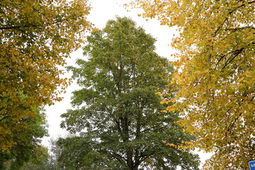 Autumn Park Scene With Green Center Tree Surrounded by Golden Yellow Foliage