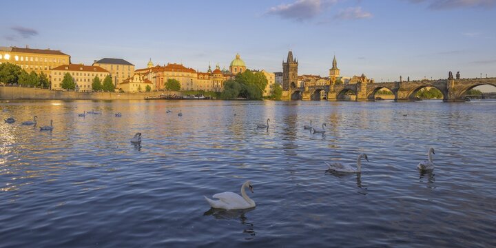 Mute swans (cygnus olor) on the Vltava River, Charles Bridge with Old Town Bridge Tower, dome of the Church of the Holy Cross on the left, Prague, Bohemia, Czech Republic