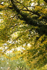 Obraz premium Golden Autumn Trees Arching Over a Bright Sky, Upward Perspective Through Foliage Canopy In Fall