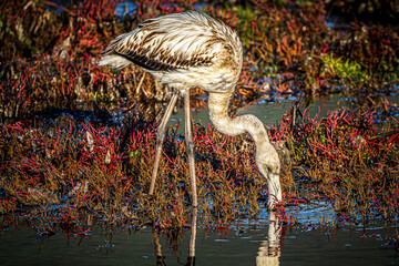 flamingo in the water