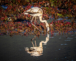 flamingo in the water