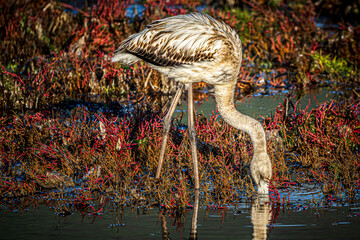 flamingo in the water
