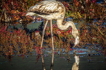 flamingo in the water