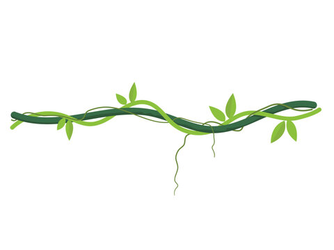 Twisted wild lianas branches, jungle liana with leaves