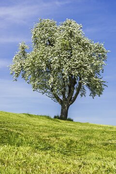 Blue apple tree (Malus domestica), at Lake Constance, Baden-Wuerttemberg, Germany