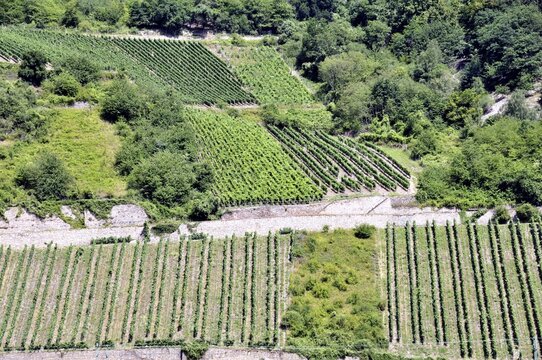 Vineyards near Assmannshausen, UNESCO World Heritage Cultural Landscape Upper Middle Rhine Valley, World Heritage Site, Hesse, Germany