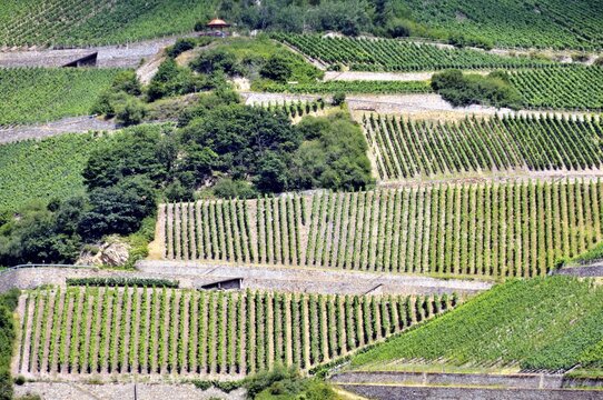 Vineyards near Assmannshausen, UNESCO World Heritage Cultural Landscape Upper Middle Rhine Valley, World Heritage Site, Hesse, Germany