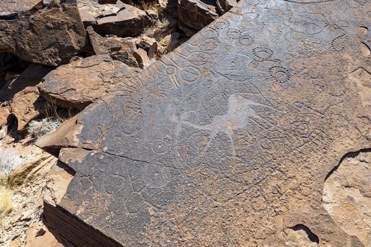 Depictions of animals on a rock slab, petroglyphs, rock engravings, Twyfelfontein, Kunene, Namibia